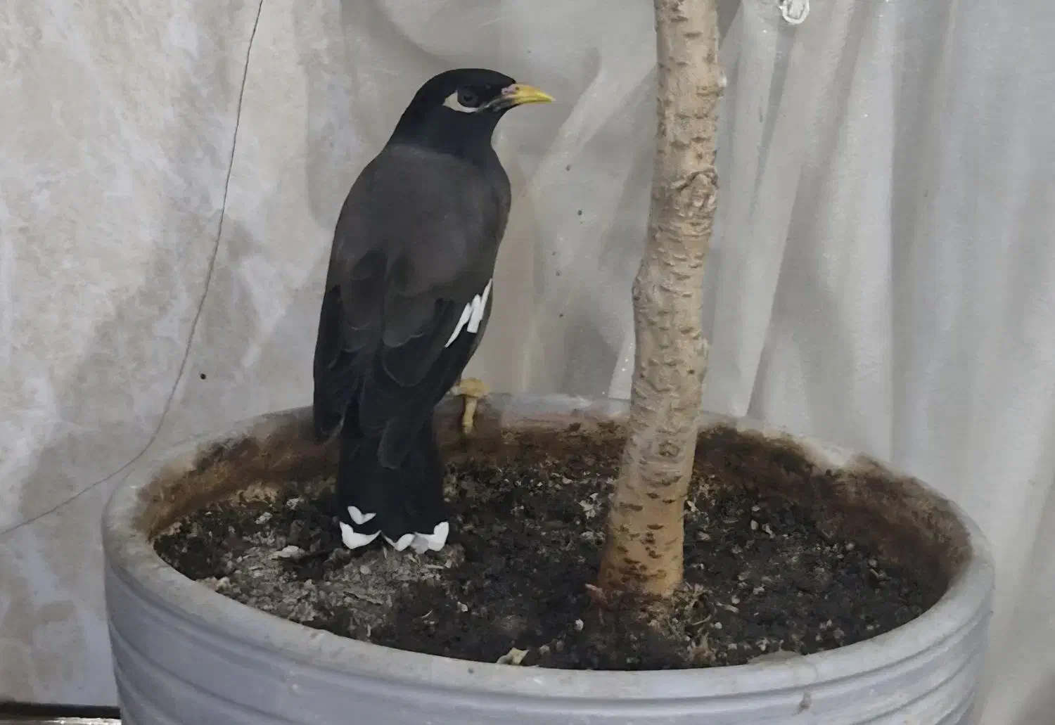 مرغ مینا|پرنده|اهواز, نبوت|دیوار