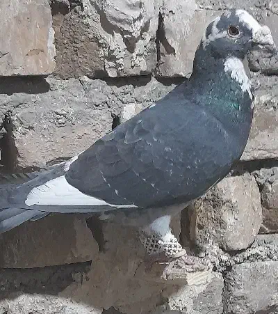 کفتر|پرنده|آبکوه, |دیوار