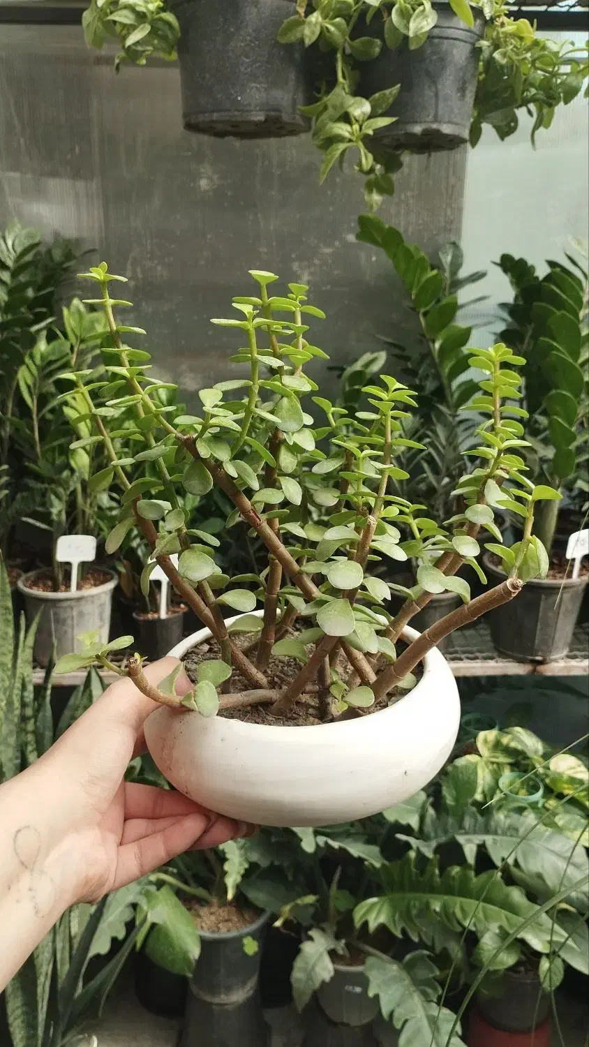 فروش گل و گیاه با بهترین کیفیت و قیمت مناسب|گل و گیاه طبیعی|مشهد, چهارچشمه|دیوار