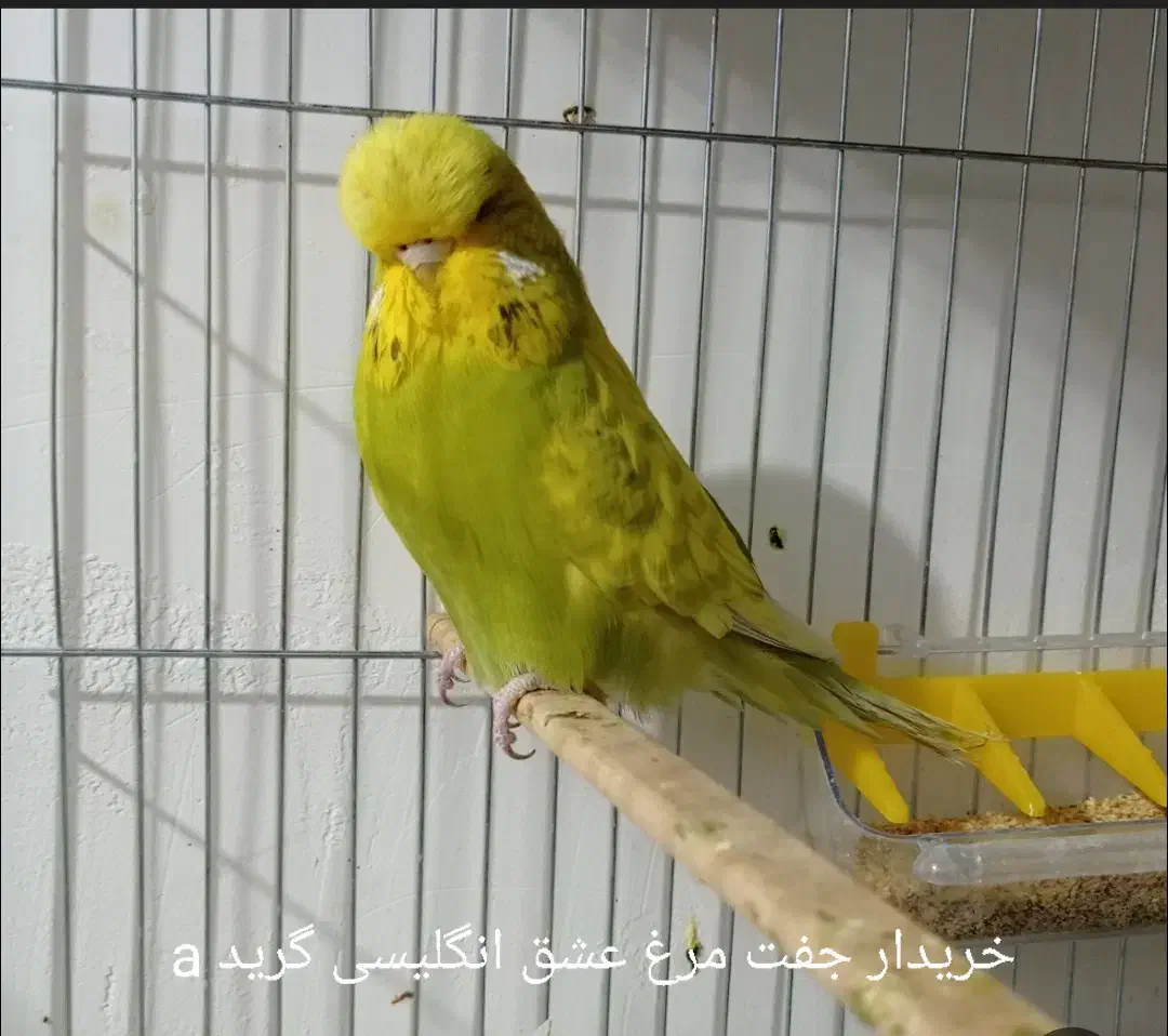 مرغ عشق انگلیسی رینبو|پرنده|مشهد, شهرک امام هادی (شهرک غرب)|دیوار