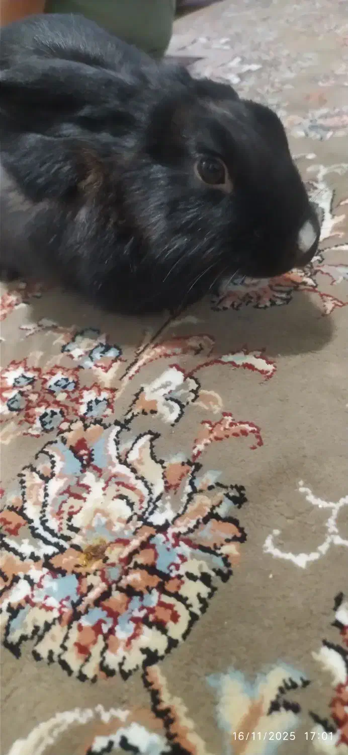 خرگوش بازیگوش|موش و خرگوش|بیرجند, |دیوار