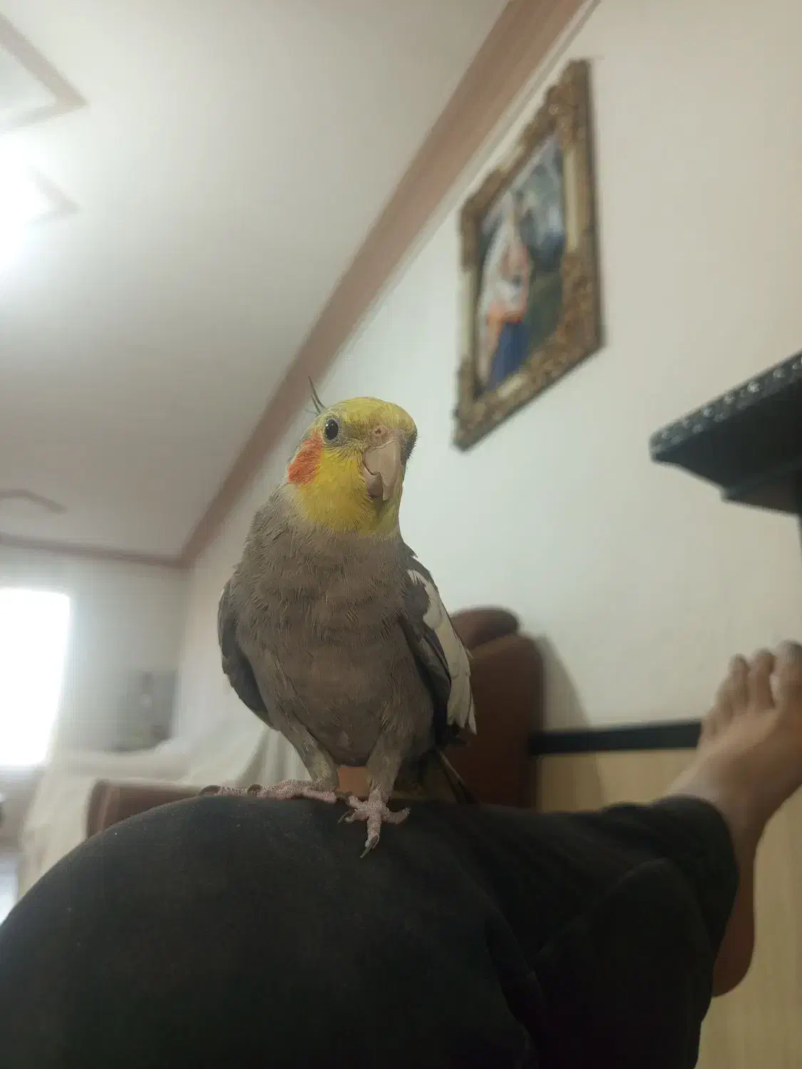 عروس هلندی|پرنده|رضویه, |دیوار