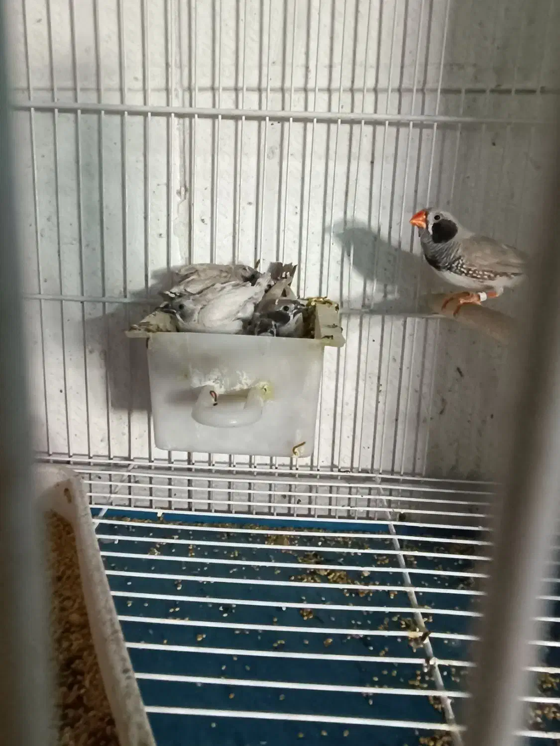 پرنده سرای کاردینال|پرنده|شیراز, گل سرخ|دیوار