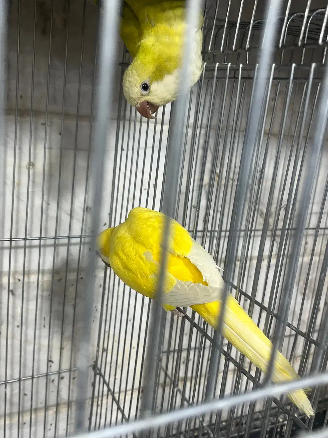 راهب مولد و جوجه راهب کاسکو لوری اکلکتوس ارا|پرنده|پاکدشت, پاکدشت (مامازند)|دیوار