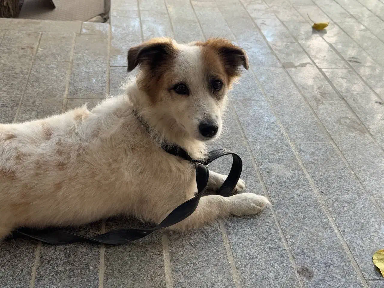 واگذاری|سگ|مشهد, فاطمیه|دیوار