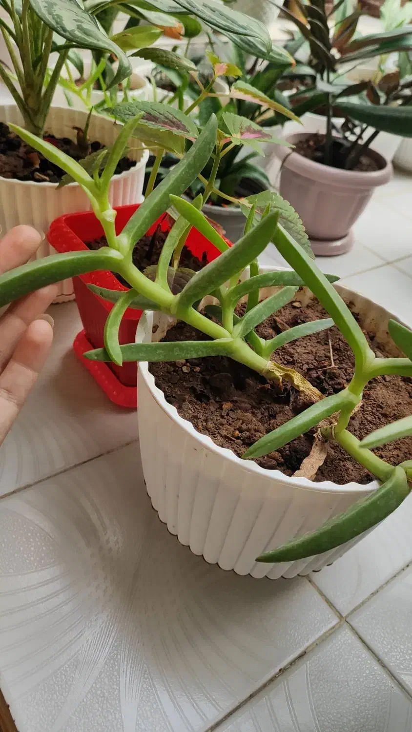 فروش گل های طبیعی و زیبا|گل و گیاه طبیعی|تاکستان, |دیوار