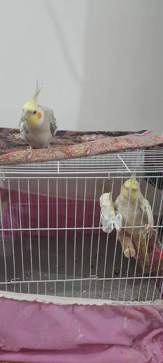 عروس هلندی|پرنده|رشت, سلیمانداراب|دیوار