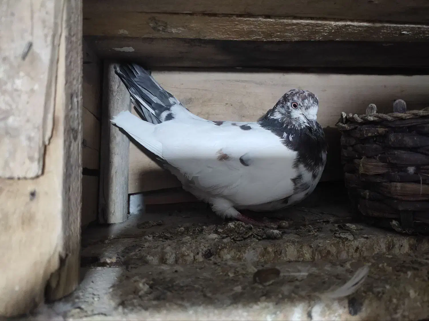 کبوتر|پرنده|پاکدشت, پاکدشت (مامازند)|دیوار