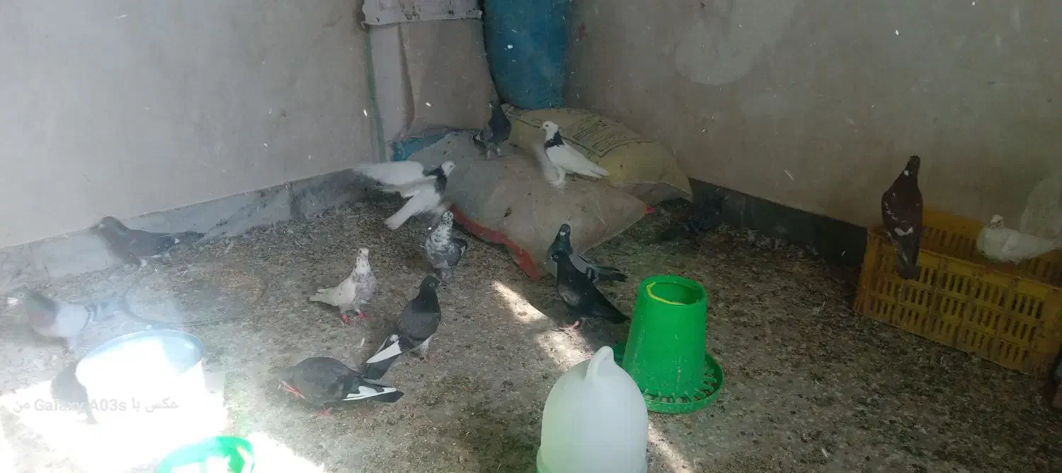 کفترفروشی|پرنده|درمیان, |دیوار