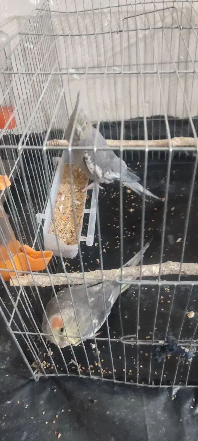 عروس هلندی|پرنده|اندیمشک, |دیوار