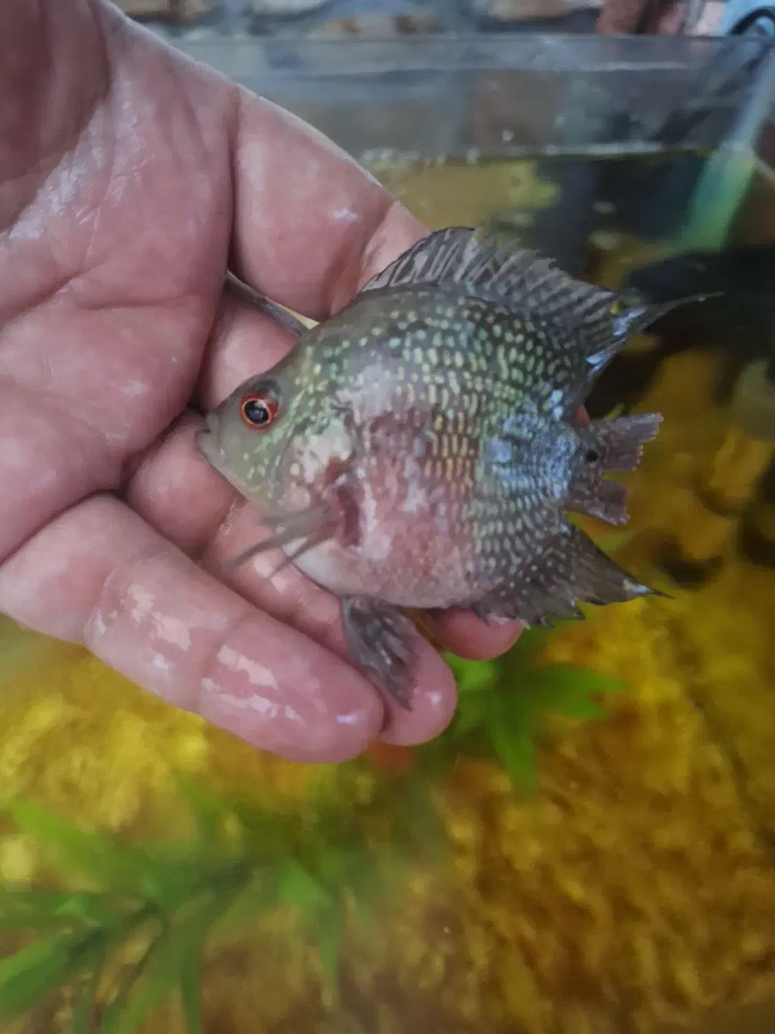 معاوضه ماهی فلاور  باکس|ماهی|تهران, شهرک امام خمینی|دیوار