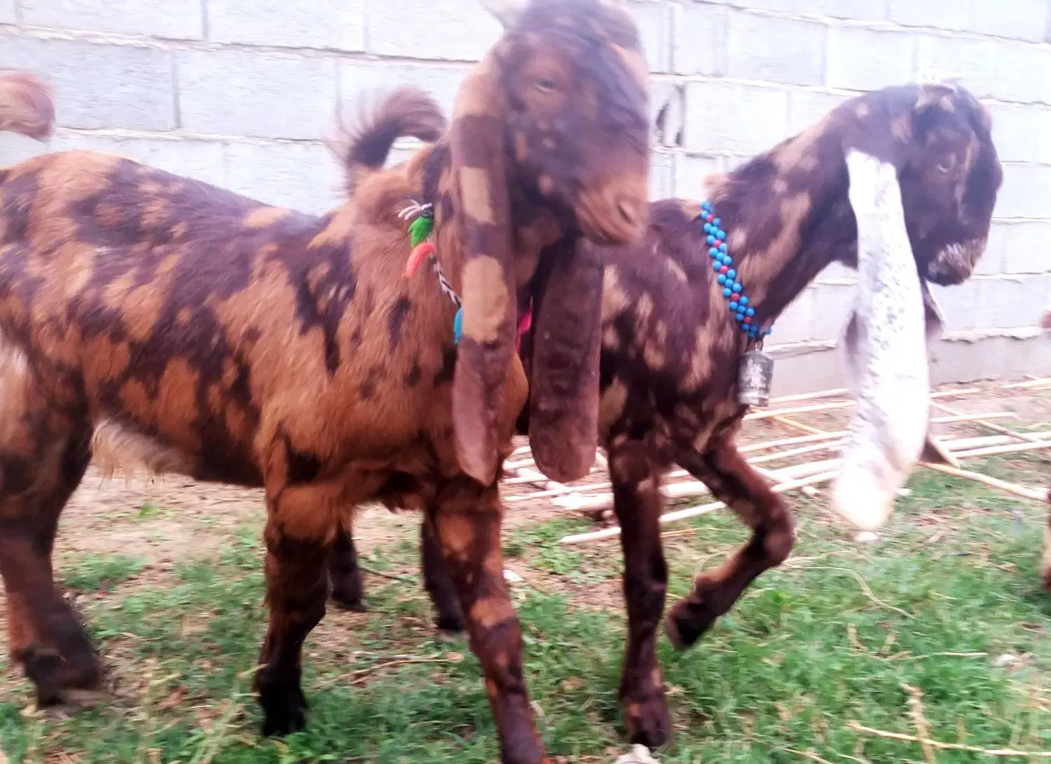 پلنگی‌آخرجنس‌برای‌اصلاح‌نژاد‌ دانه‌ای ۱۸۰۰۰،۰۰۰|حیوانات مزرعه|گنبد کاووس, |دیوار