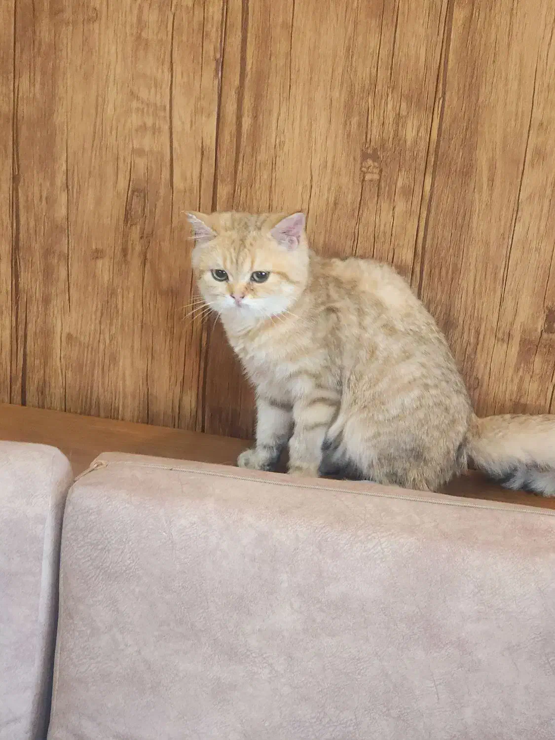 گربه گلد تبی|گربه|بومهن, |دیوار