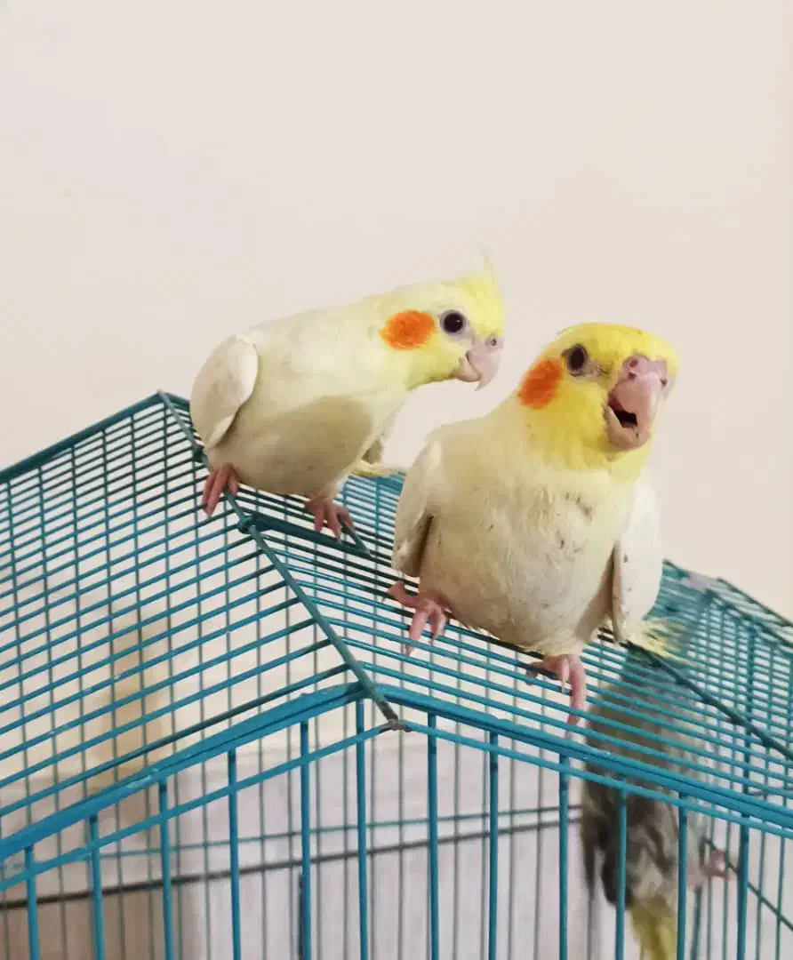 فروش عروس هلندی دستی با طوطی برزیلی دستی|پرنده|عسلویه, |دیوار