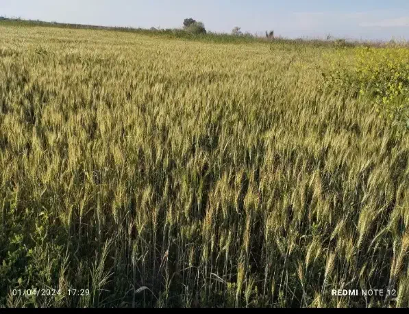 زمین کشاورزی|فروش دفتر صنعتی، کشاورزی، تجاری|سوسنگرد, |دیوار