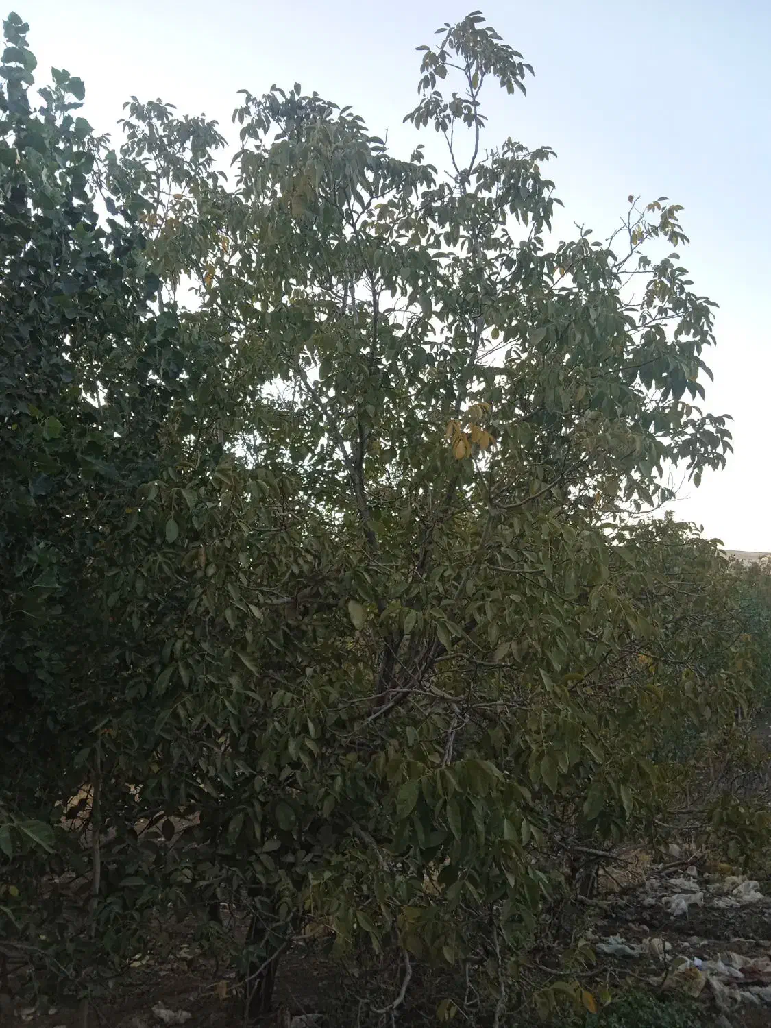 یک قطعه باغ|فروش زمین و ملک کلنگی|کاکاوند, |دیوار