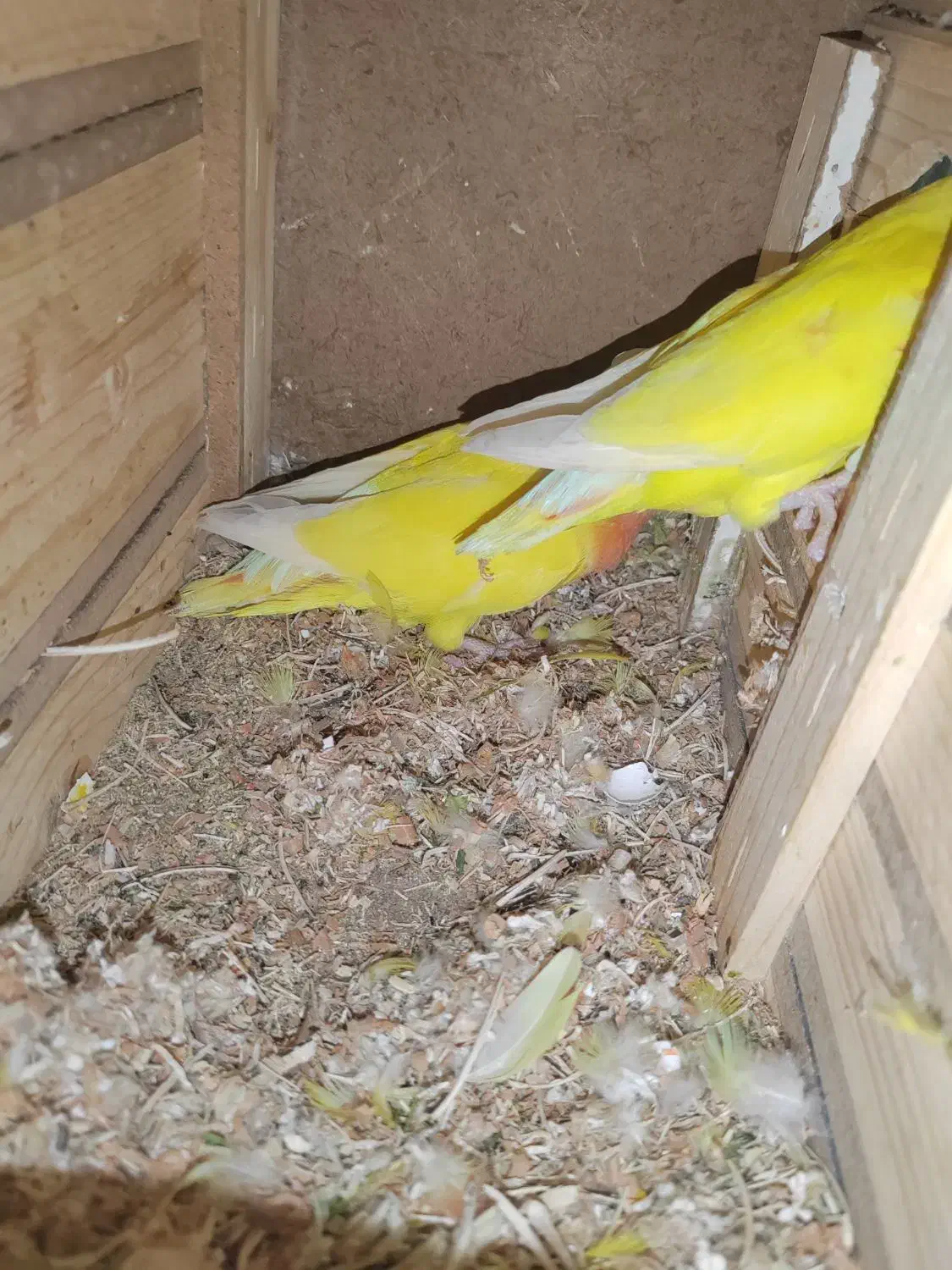 طوطی برزیلی مولد|پرنده|پیرانشهر, |دیوار