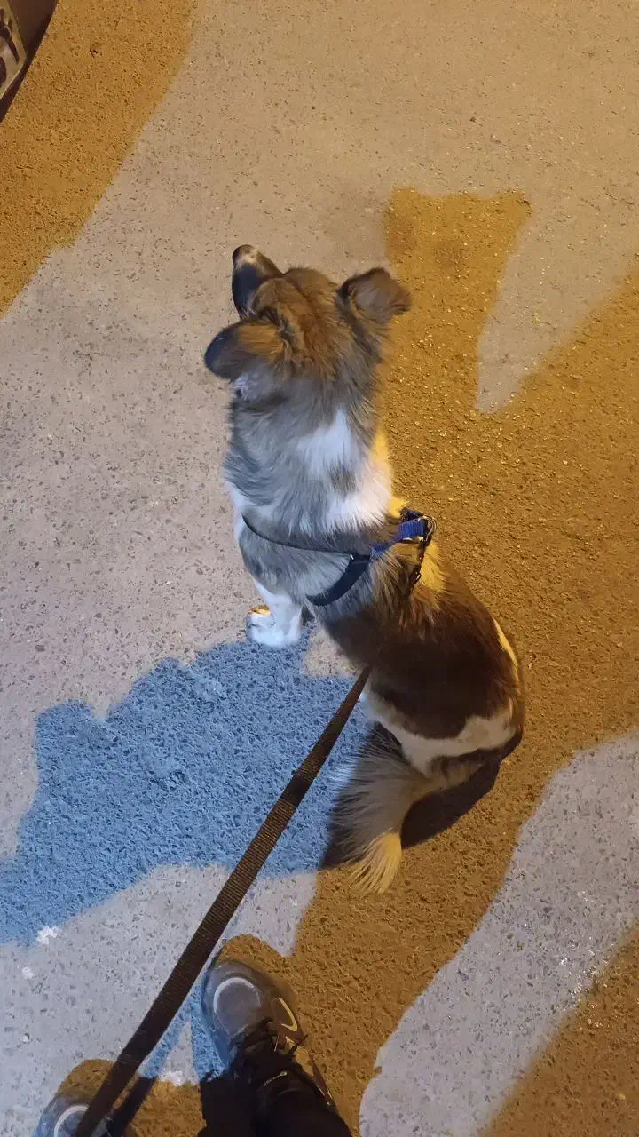 توله سگ دوماه پاپیلون زرنگ بازیگوش|سگ|یزد, |دیوار