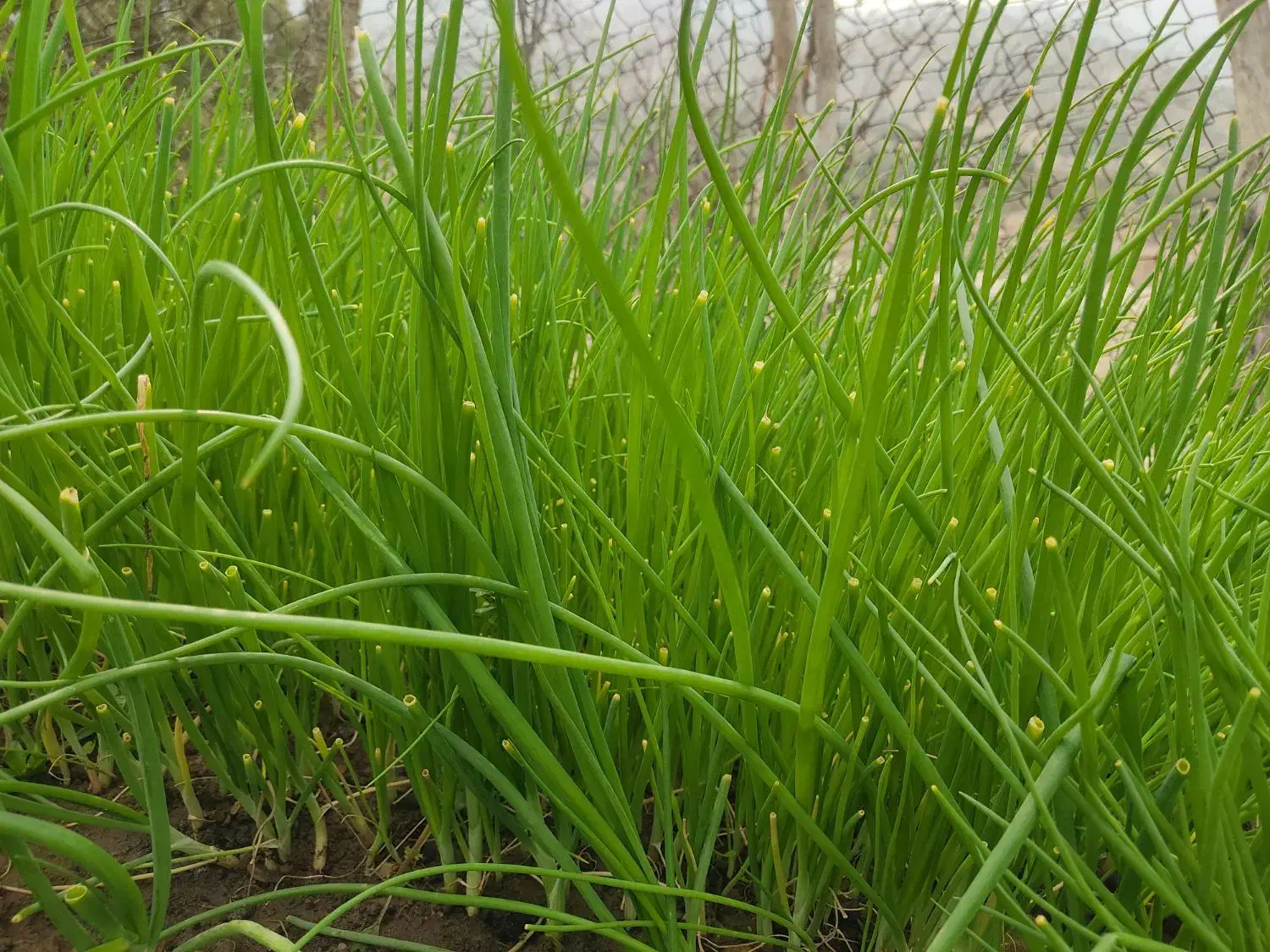 تیم پیاز|گل و گیاه طبیعی|چاروسا, |دیوار