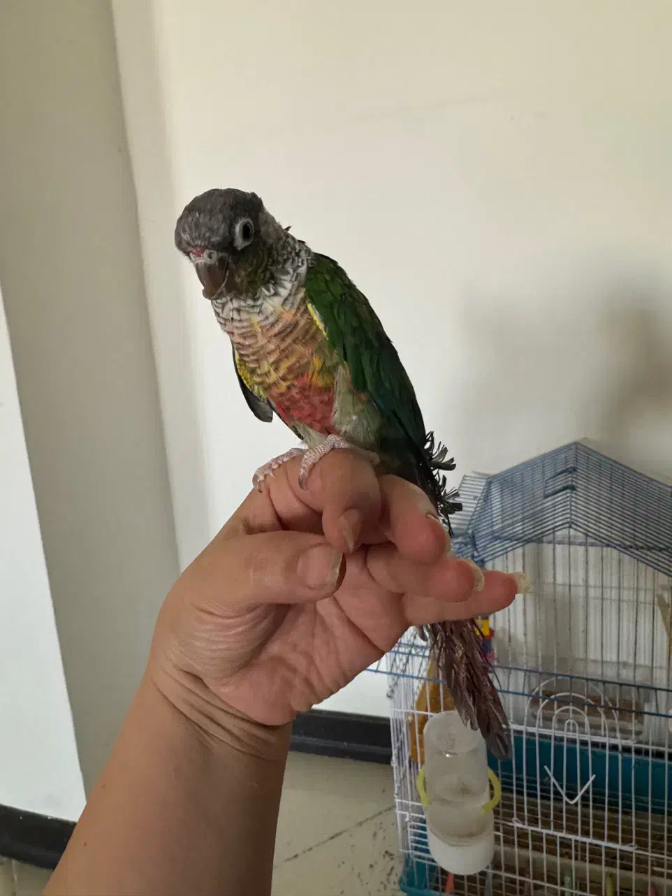 فروش عروس هلندی و طوطی گرینجیک|پرنده|سمنان, |دیوار