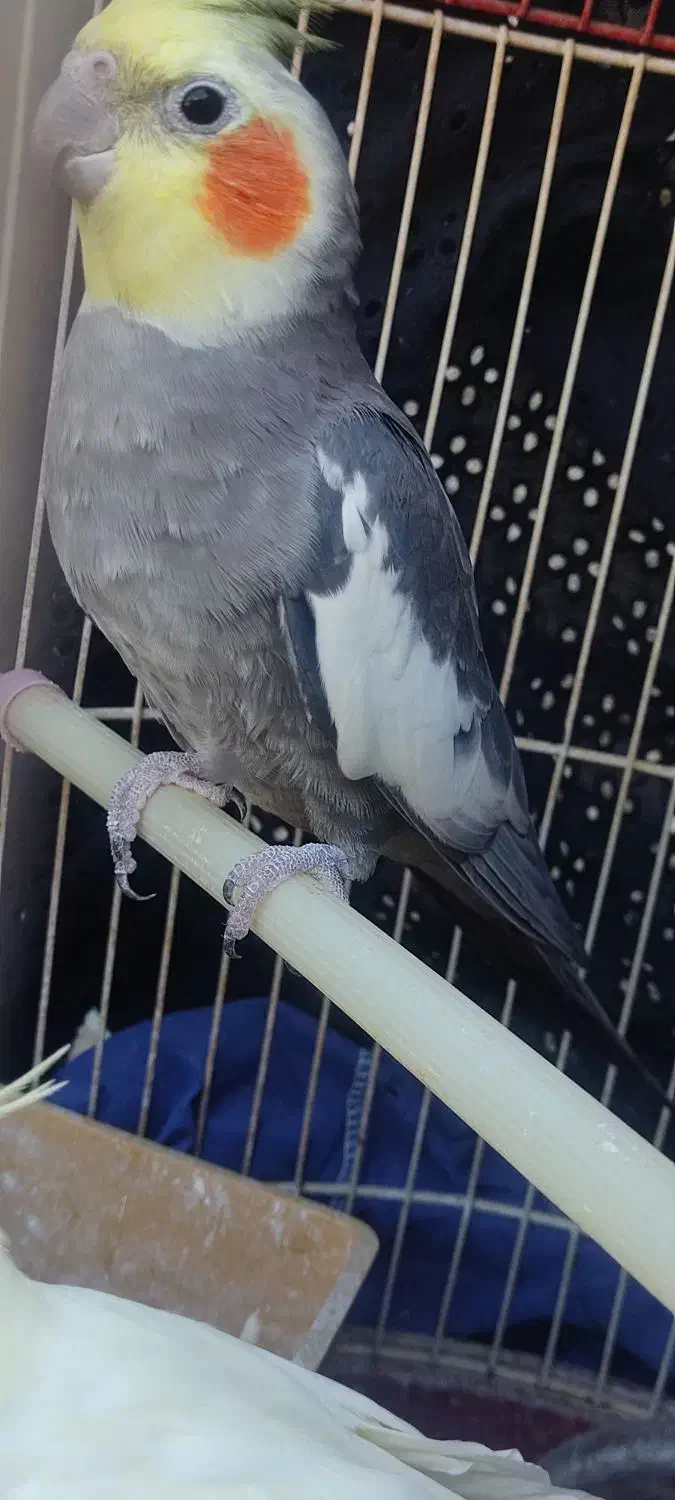 عروس هلندی نر|پرنده|بندر گناوه, |دیوار