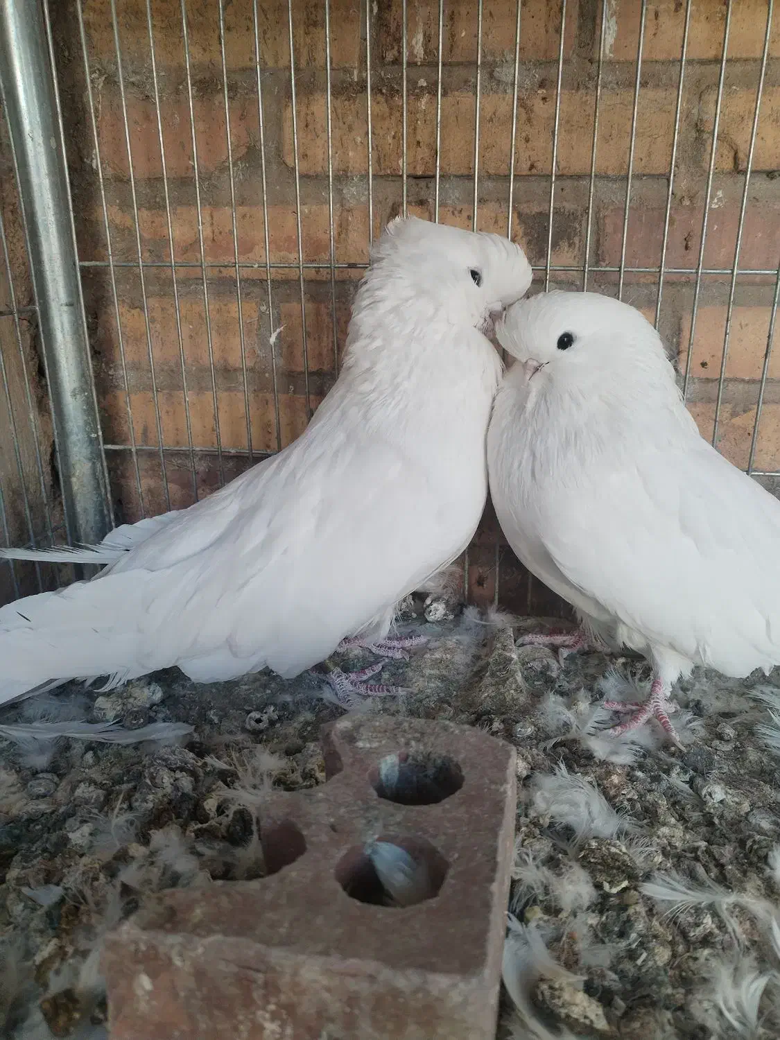 کبوتر قنار|پرنده|زرند, |دیوار