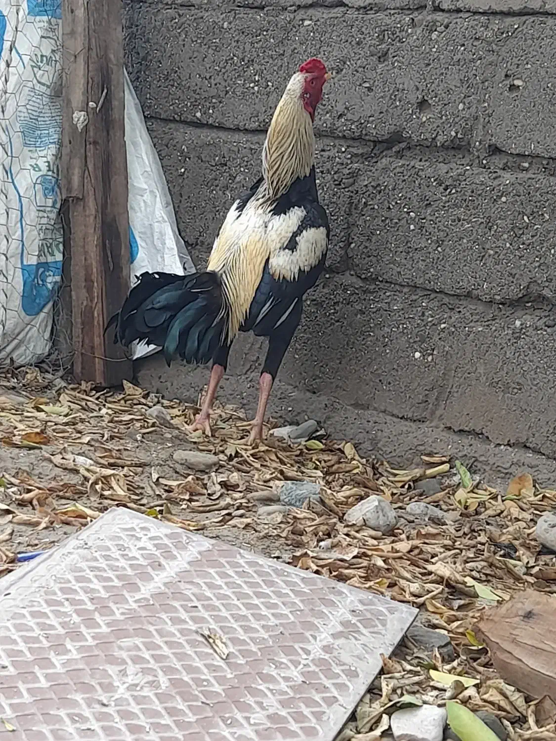 خروس|حیوانات مزرعه|بندرعباس, |دیوار