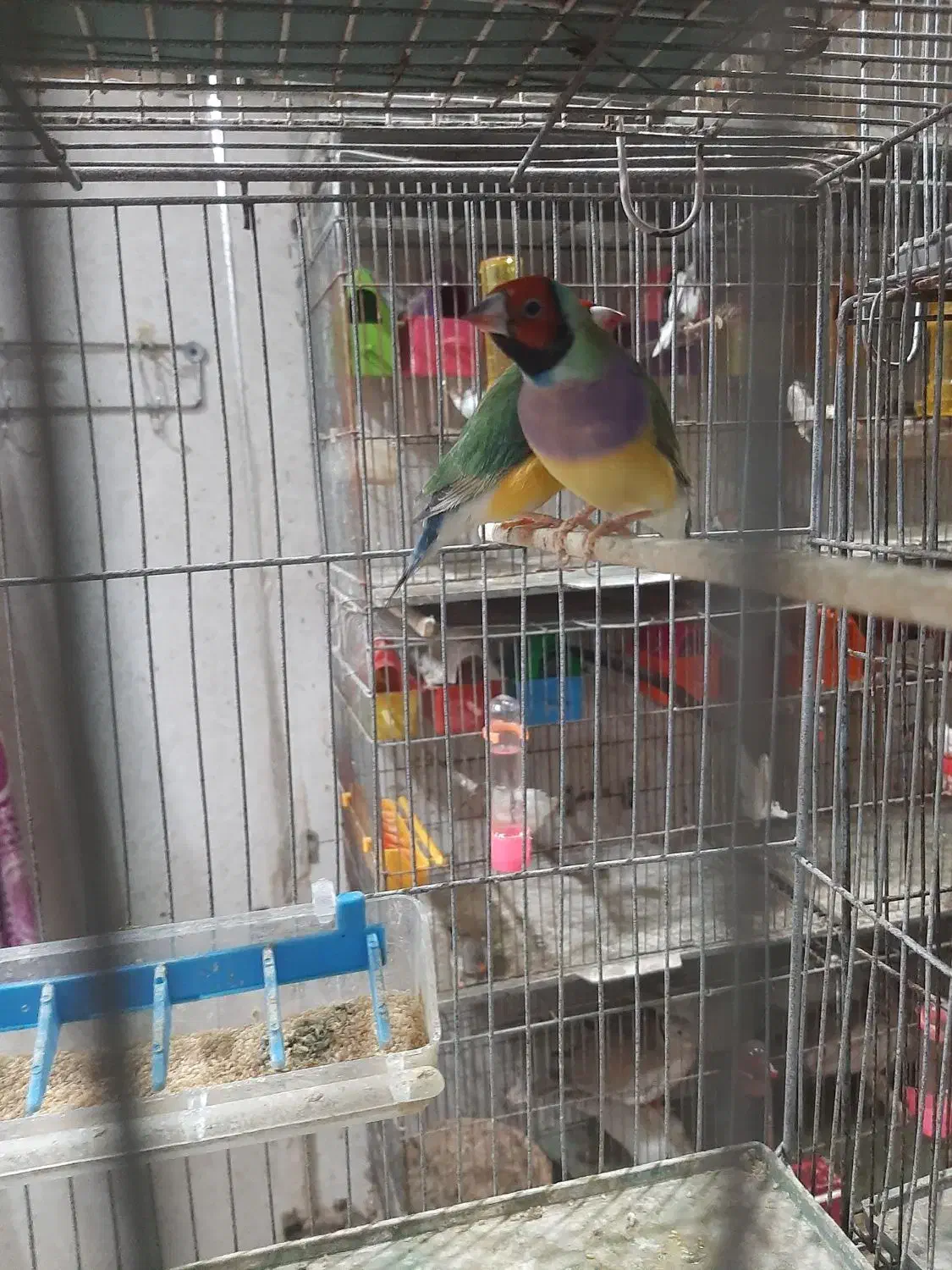 فنچ گلدین بالغ|پرنده|لاهیجان, یحی آباد|دیوار