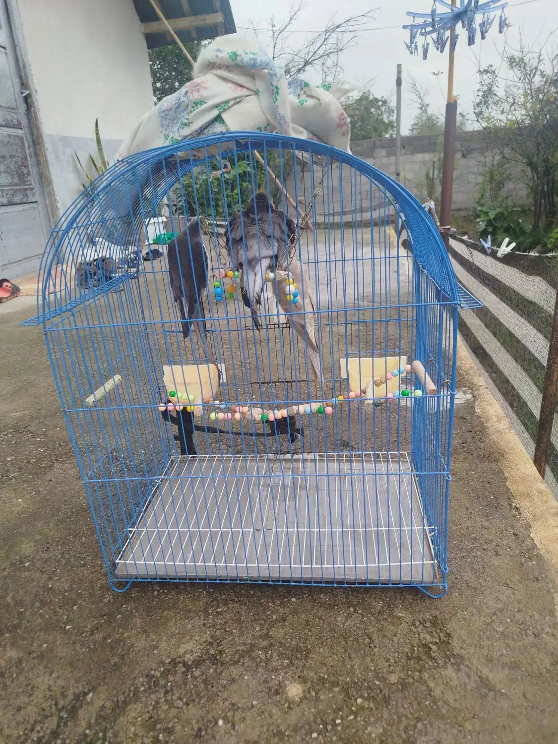 عروس هلندی|پرنده|سیاهکل, |دیوار