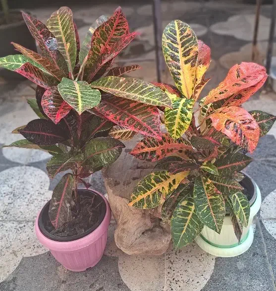 گیاه فیکوس لیراتا ، سانچزیا ،شفلرا ،بنجامین|گل و گیاه طبیعی|شیراز, شیخ روزبهان|دیوار