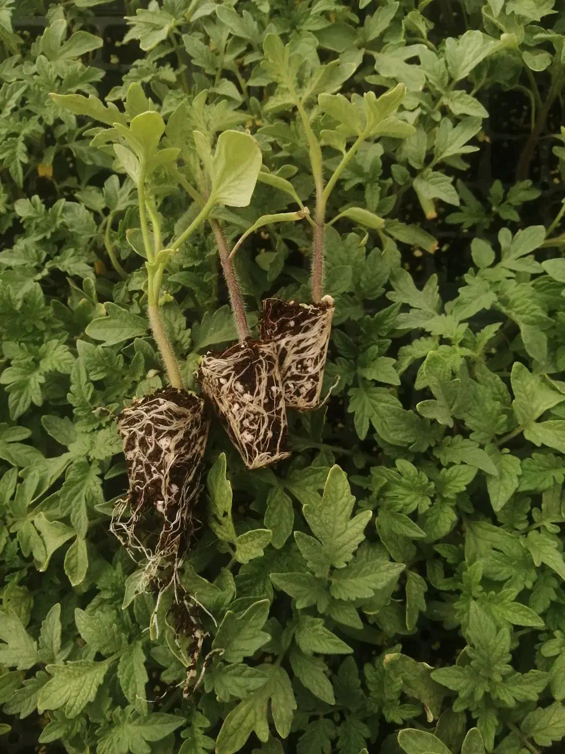 نشاگوجه‌فرنگی بدرو وبریویو دستگیردریافت سفارش|خدمات باغبانی و درختکاری|جیرفت, |دیوار