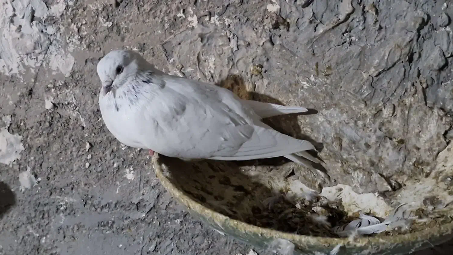 شیخ ابری|پرنده|چمران, |دیوار