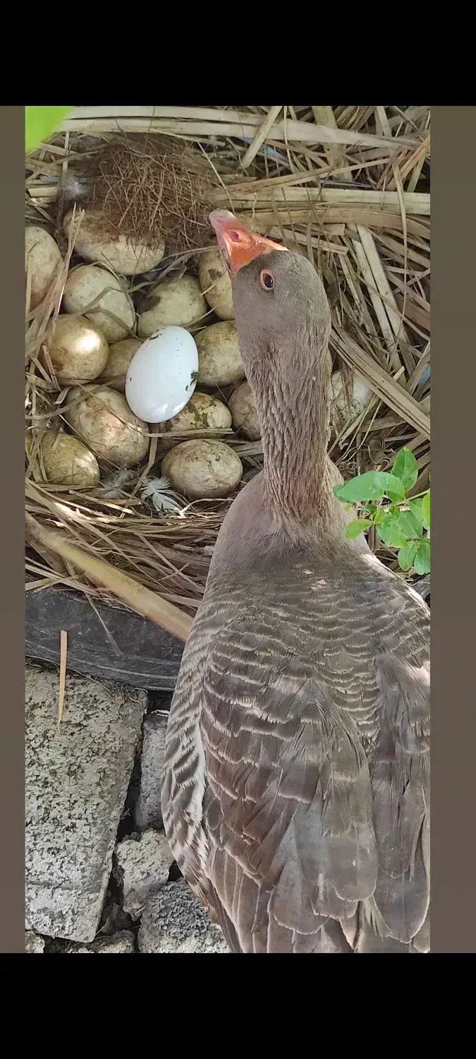 غاز|حیوانات مزرعه|ایرانشهر, |دیوار