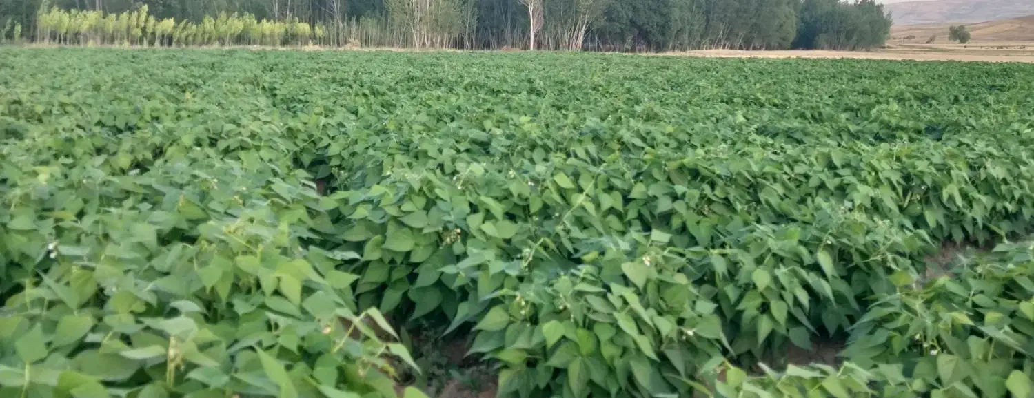 بذر مادرلوبیا چیتی پایه کوتاه ترکیه ۱به ۷۰|خدمات باغبانی و درختکاری|تبریز, |دیوار