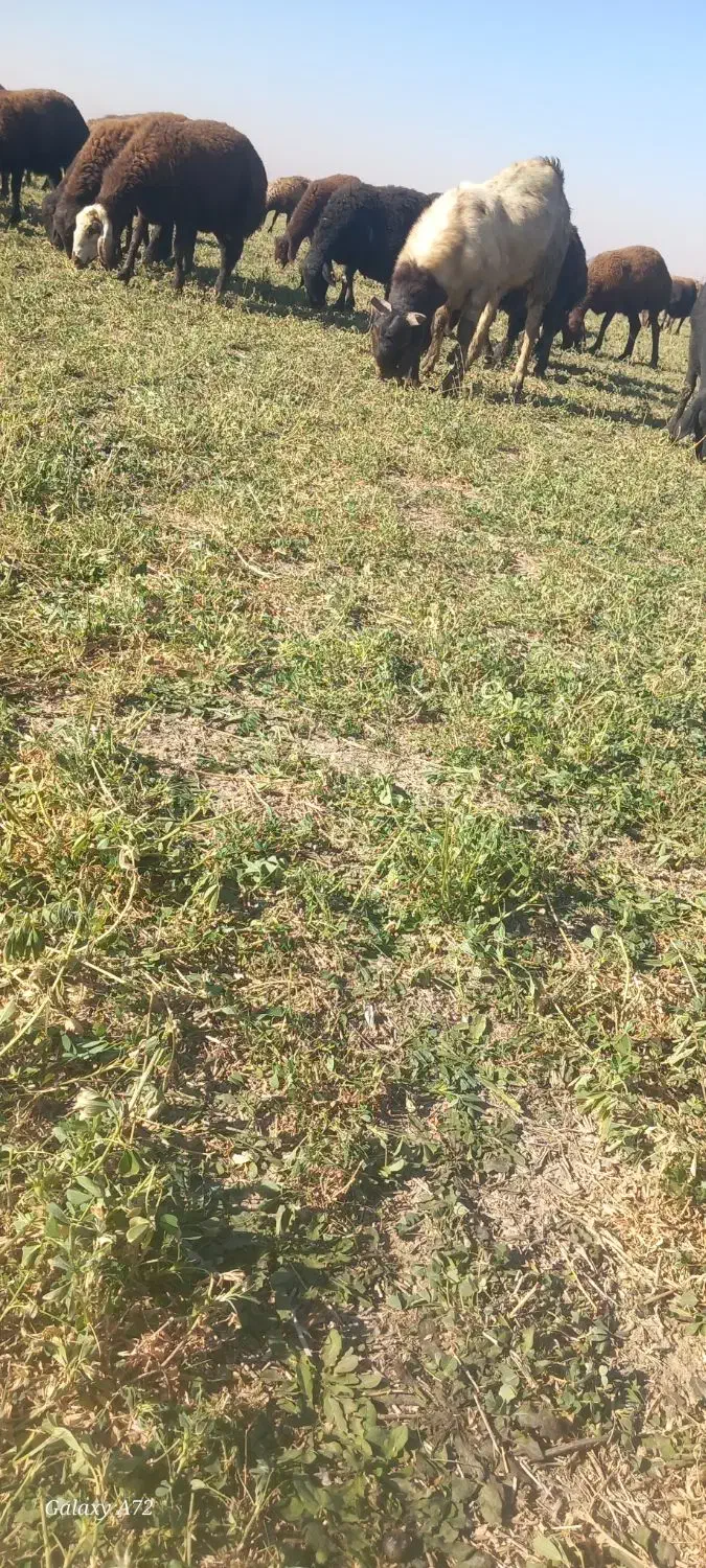 بز نر پاکستانی|حیوانات مزرعه|همدان, |دیوار