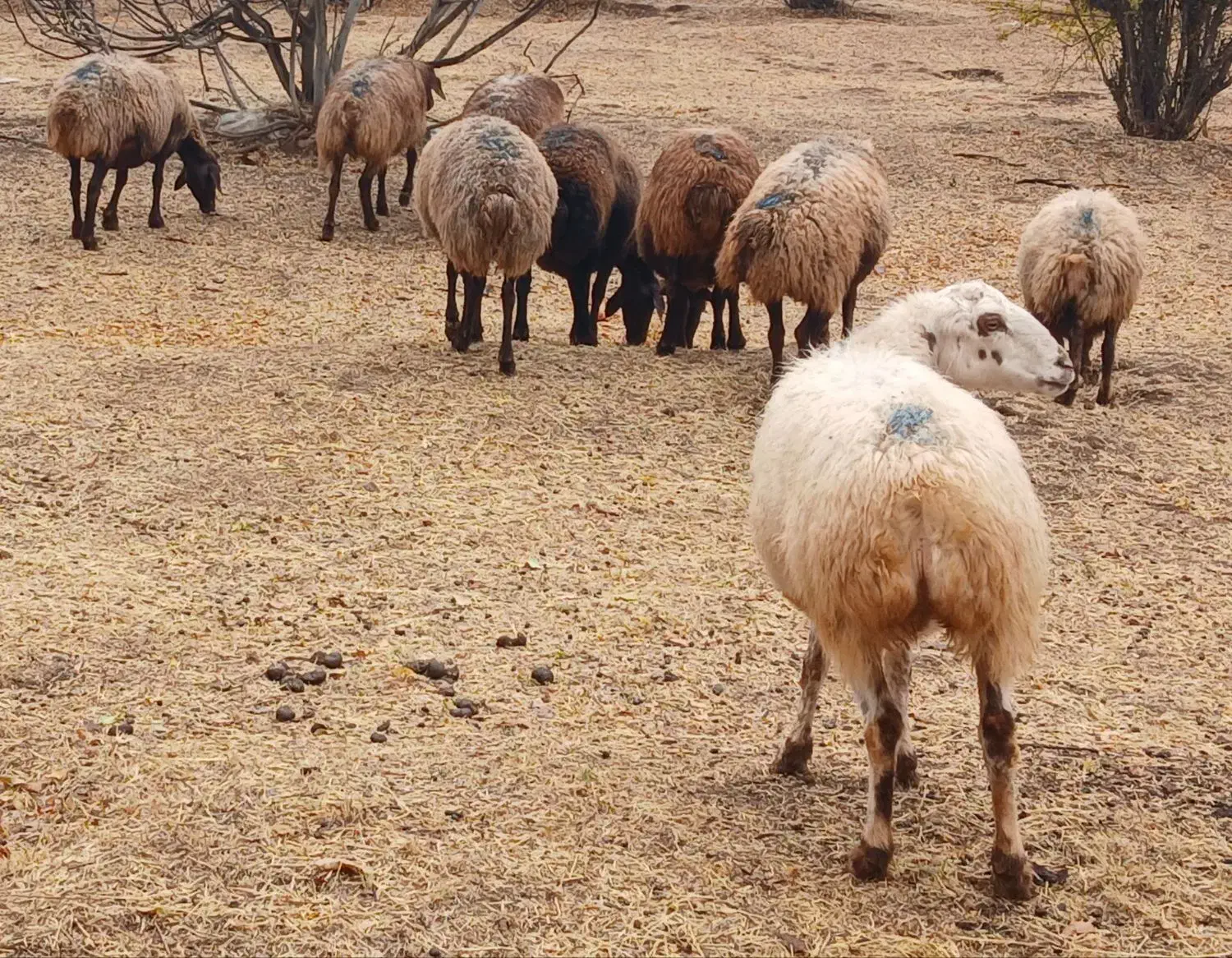 10عدد گوسفند داشتی|حیوانات مزرعه|کوهدشت, |دیوار