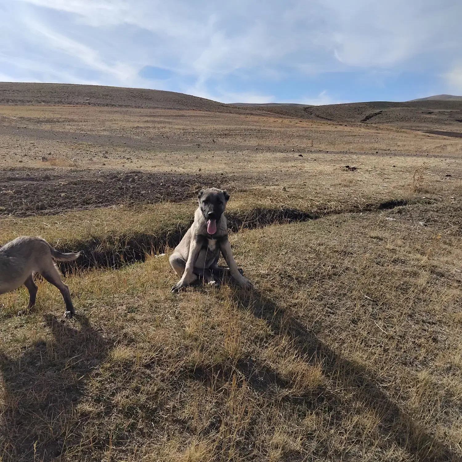 واگذاری گانگال|سگ|سیلوانه, |دیوار