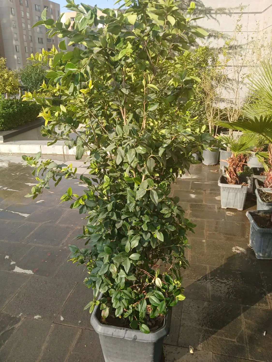 فروش درخت|گل و گیاه طبیعی|تهران, شهرک شهید باقری|دیوار