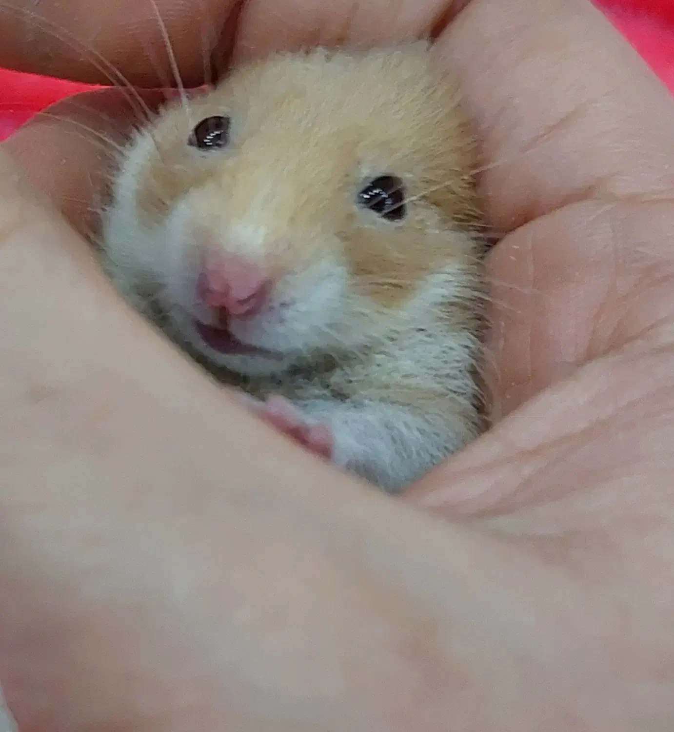 ۲ تا همستر|موش و خرگوش|رباطکریم, رباطکریم|دیوار