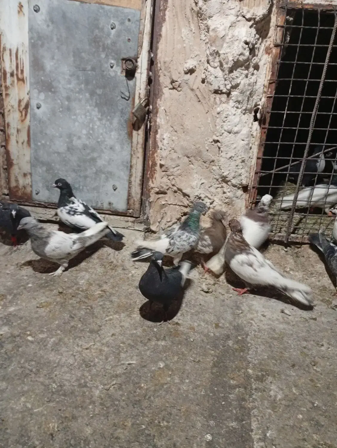 کفتر بهبهانی هوای|پرنده|شیراز, شیخ علی چوپان|دیوار