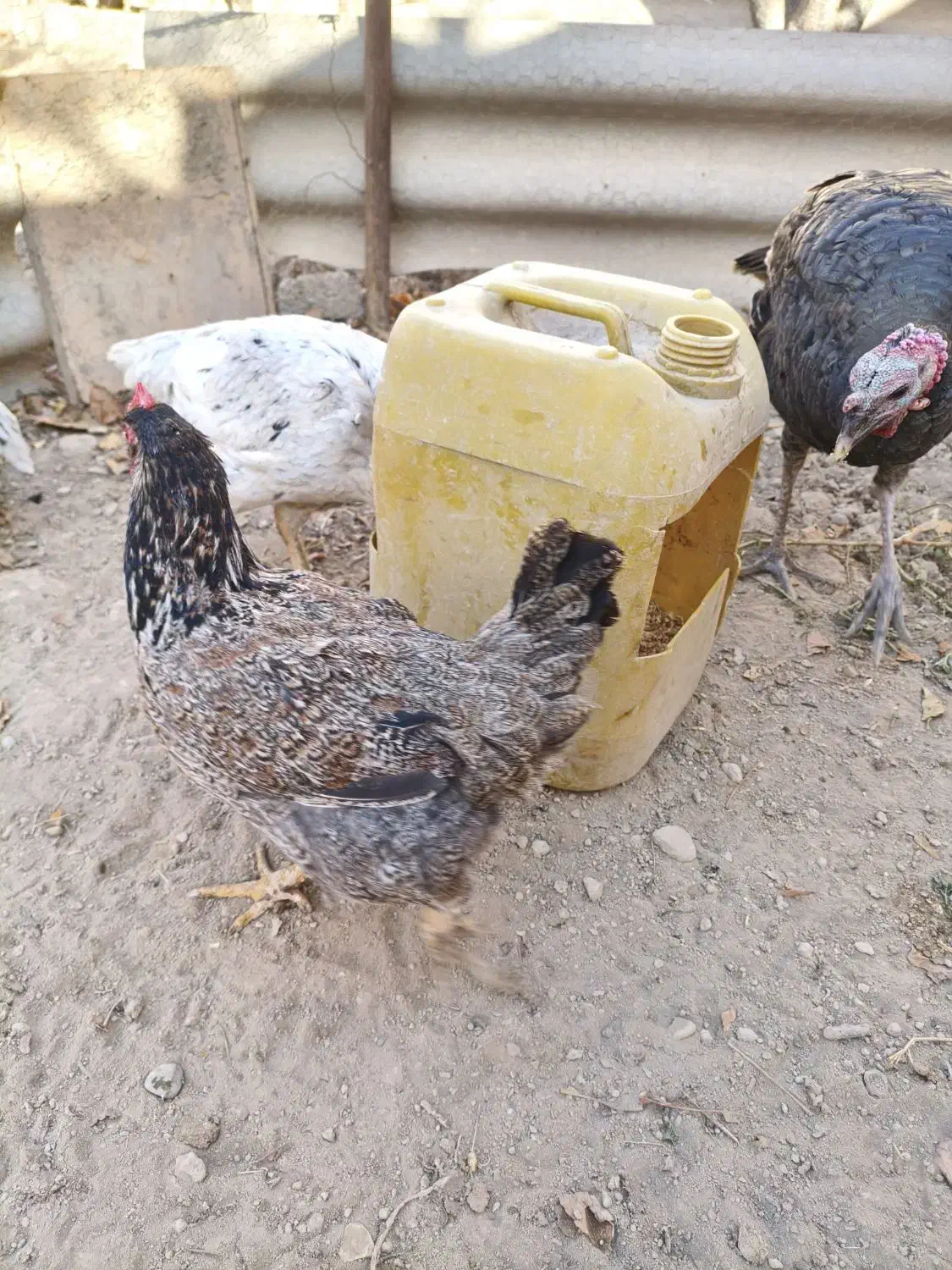 مرغ|حیوانات مزرعه|ماهدشت, |دیوار