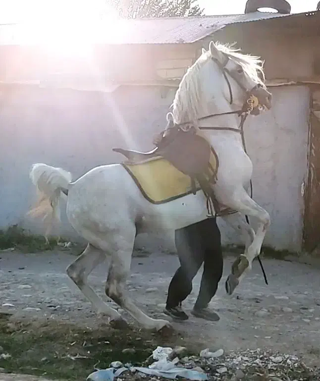 اسب نریان کرد ۶دنگ|اسب و تجهیزات اسبسواری|تهران, جیحون|دیوار