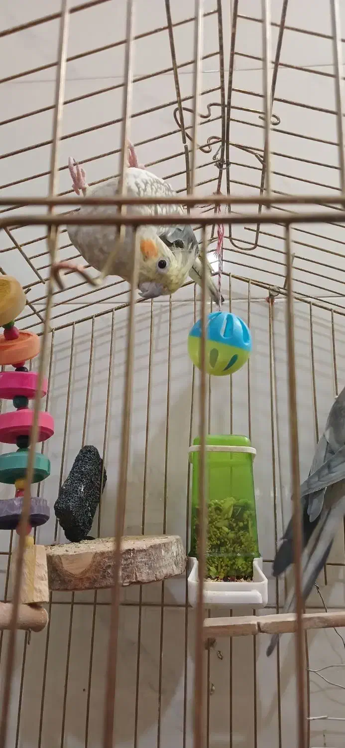 عروس هلندی|پرنده|مشکین‌دشت, |دیوار