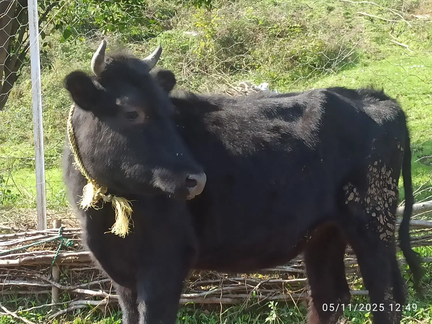 فروش لیشه|حیوانات مزرعه|لاهیجان, آهندان|دیوار