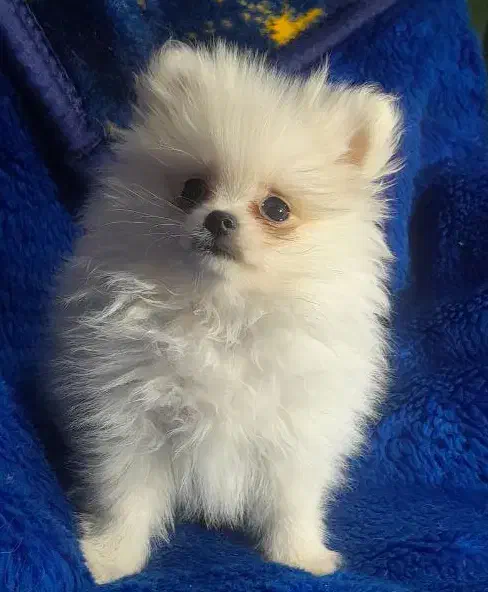 سگ پامر پامرانین پامرین|سگ|مشهد, ویلاشهر|دیوار