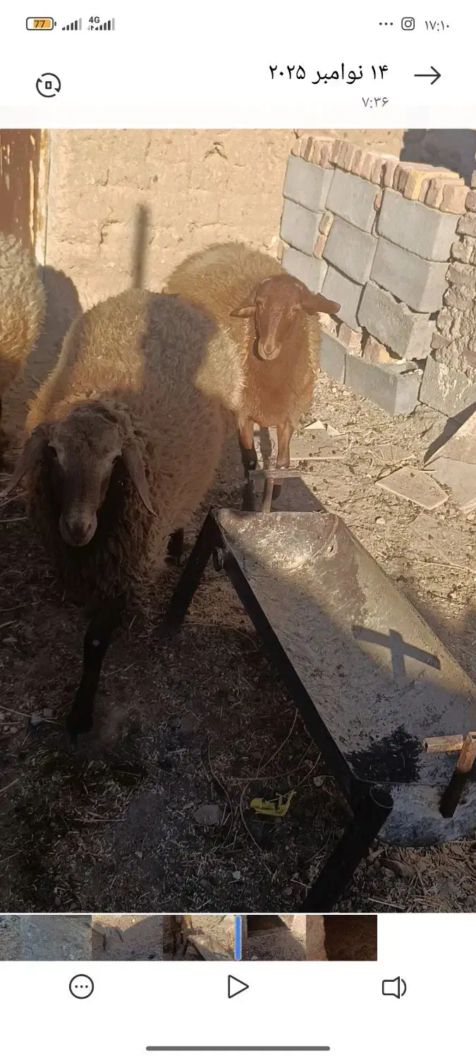 میش جمل زا|حیوانات مزرعه|گزیک, |دیوار