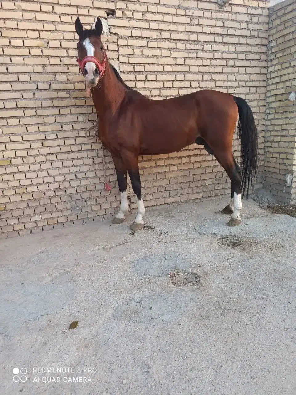 اسب عرب نریان خالص|اسب و تجهیزات اسبسواری|سرخه حصار, |دیوار
