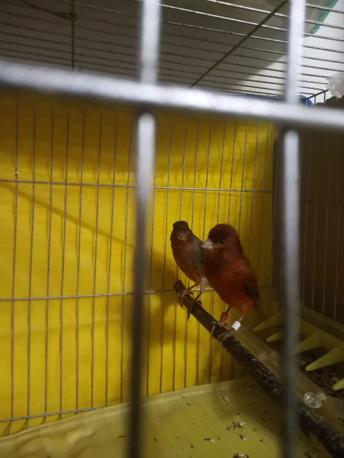 دوجفت قناری خوشرنگ ونژاددار|پرنده|رشت, کوی مهر|دیوار