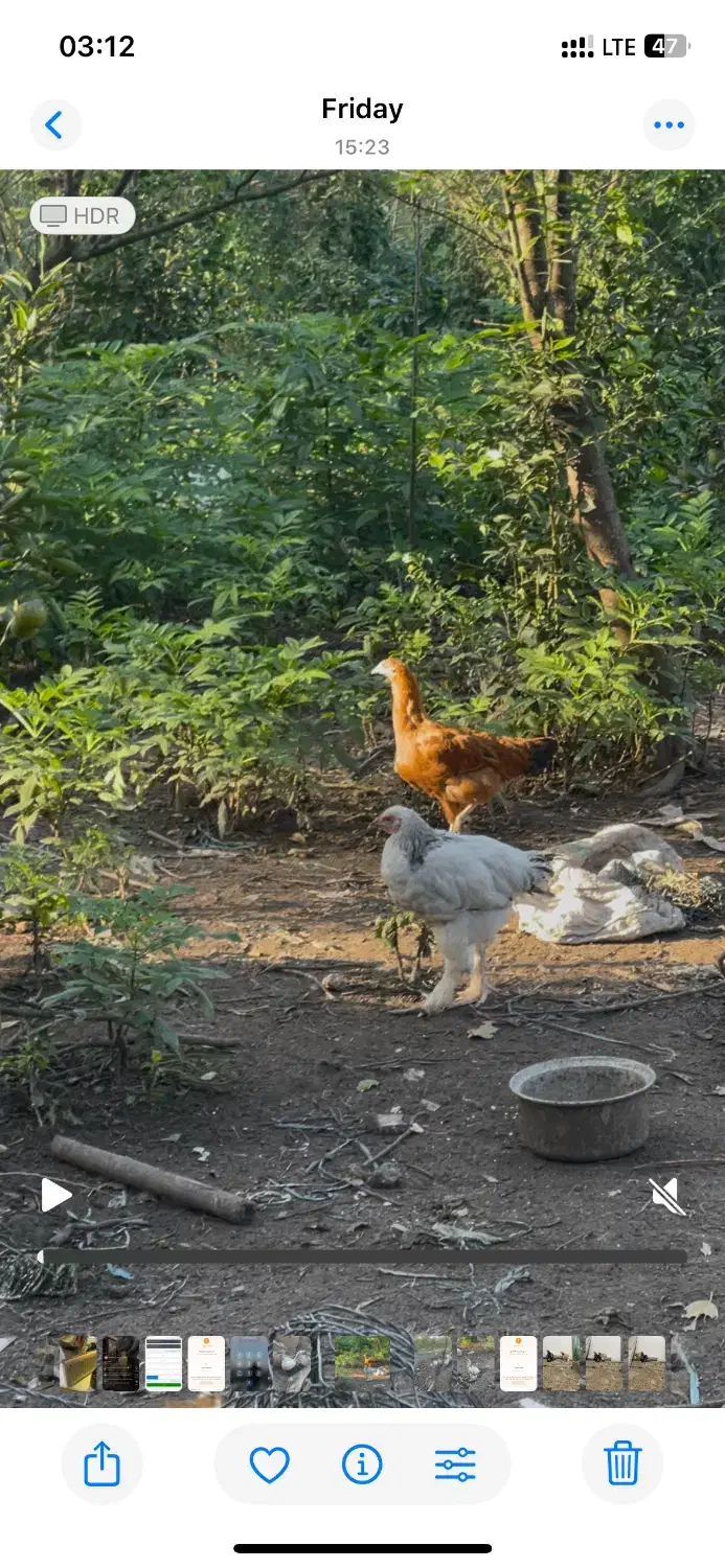 برهما|حیوانات مزرعه|لنگرود, |دیوار