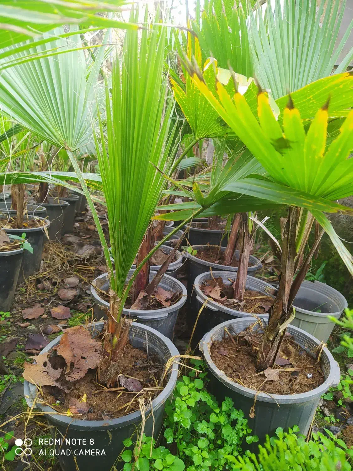 پالم واشنگتن خوشگل وسرحال|گل و گیاه طبیعی|کلاچای, |دیوار